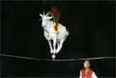 A Monkey on a Goat on a Cup on a Tightrope