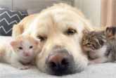 Baby Kittens Love Golden Retriever