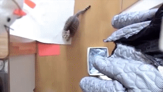 Incredible Jumping Cat in Slow Motion