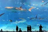 Okinawa Churaumi Aquarium